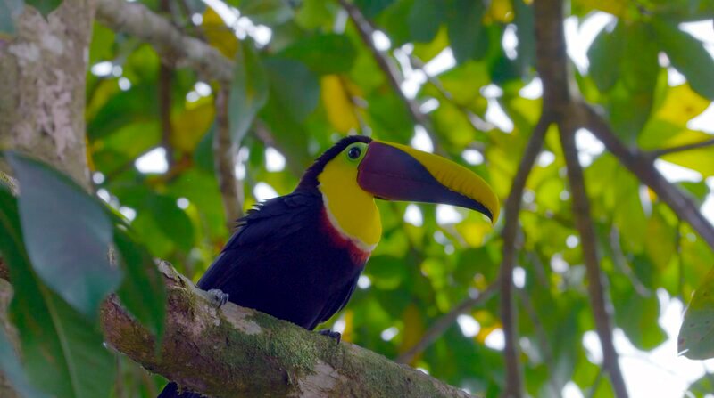 Der Tukan gilt als Star der Vogelwelt Costa Ricas. – Bild: BR/DocLights GmbH/NDR Der Tukan gilt als Star der Vogelwelt Costa Ricas. – Bild: BR/DocLights GmbH/NDR