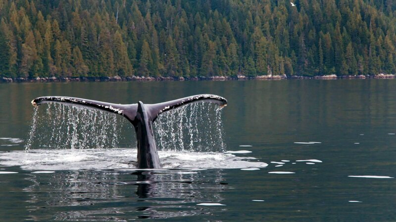 In den Geschichten der First Nations an der Westküste Kanadas spielen Wale eine wichtige Rolle: Der Orca-Chief wacht über die Bewohner des Meeres und weist respektlose Menschen in ihre Schranken. Jetzt wird das Wal-Biotop durch eine Tankerlinie bedroht. – Bild: phoenix/​ZDF/​Busse & Halberschmidt/​Mirjam Leuze