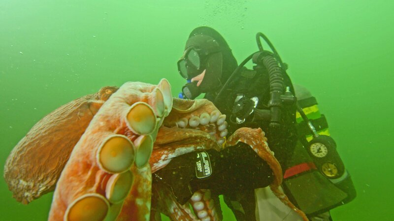Was ist dran am Seemannsgarn über Riesenkraken, die ganze Schiffe in die Tiefe gezogen haben sollen? Die Tiere können eine Kraft von bis zu 146 Newton aufbringen. Damit gelänge es einem Kraken zumindest, einen Menschen zu überwältigen. – Bild: BILD Was ist dran am Seemannsgarn über Riesenkraken, die ganze Schiffe in die Tiefe gezogen haben sollen? Die Tiere können eine Kraft von bis zu 146 Newton aufbringen. Damit gelänge es einem Kraken zumindest, einen Menschen zu überwältigen. – Bild: BILD
