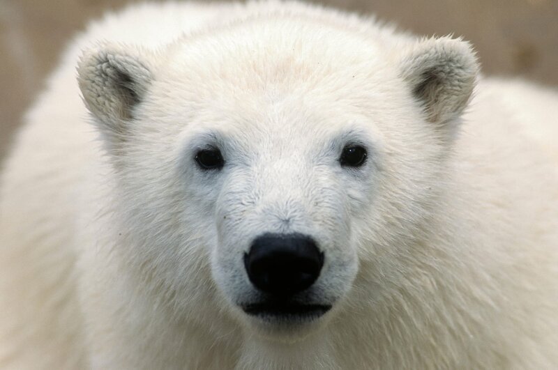 Das Fell dieses großen Eisbären hilft ihm, bei – 37 Grad zu überleben. – Bild: ORF/​BBC/​Accent Alaska.com/​Alamy Stock Photo