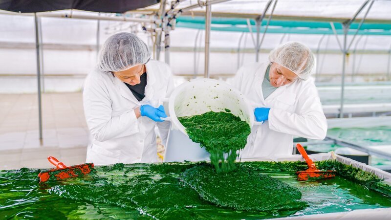 Lisa Gadenstätter (l.) und die Geschäftsführerin von „Spirulix“ ernten Algen auf der Algenfarm in Sitzenberg-Reidling /​ NÖ. – Bild: ORF/​Neuland Film
