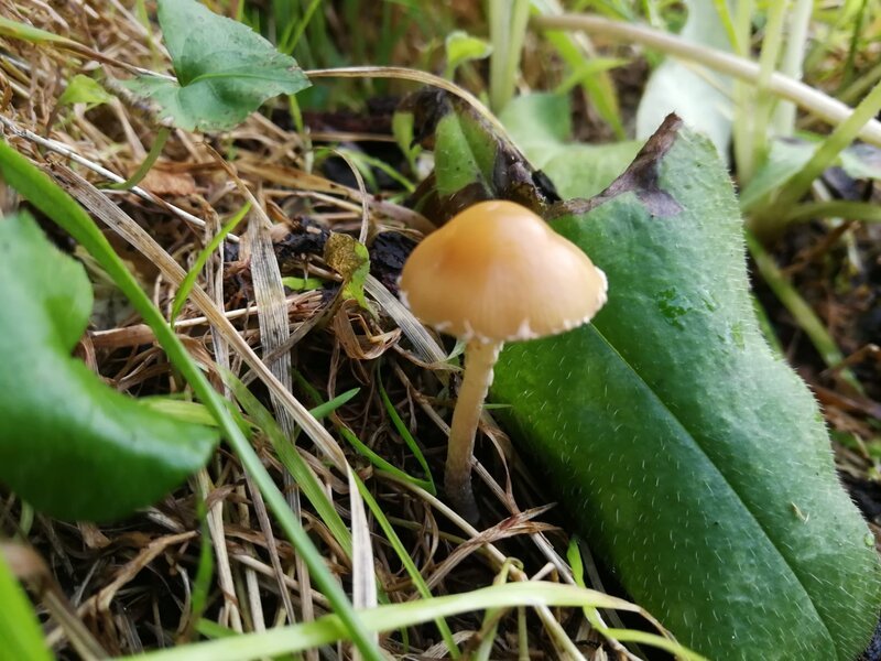 Ein Pilz im Gras. – Bild: BR/Sabine Lindlbauer/Sabine Lindlbauer Ein Pilz im Gras. – Bild: BR/Sabine Lindlbauer/Sabine Lindlbauer