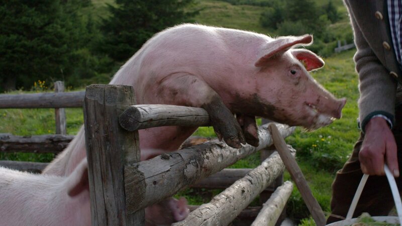 Almen - Zwischen Idylle und Realität – Bild: ORF/​ebner film