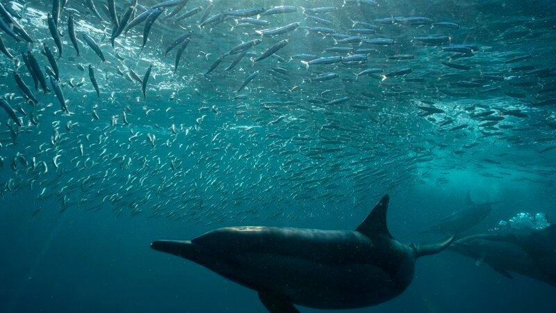 Delfine sind kluge und kooperativ arbeitende Räuber. Durch das Isolieren kleinerer Teile des Schwarms lassen sie den Sardinen keine Chance, ihren Angriffen auszuweichen. – Bild: BILD