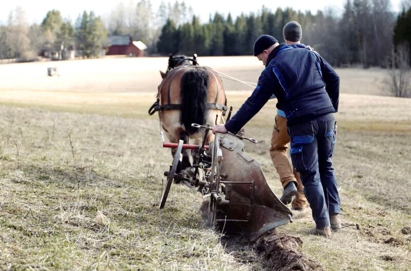 Landwirtschaft mit Pferden ist reine Übungssache: Christoph Schmitz (hinten) hilft seinem Kunden David und Pferd Butch, das Pflügen zu lernen. – Bild: SWR/​Hartmut Seifert 