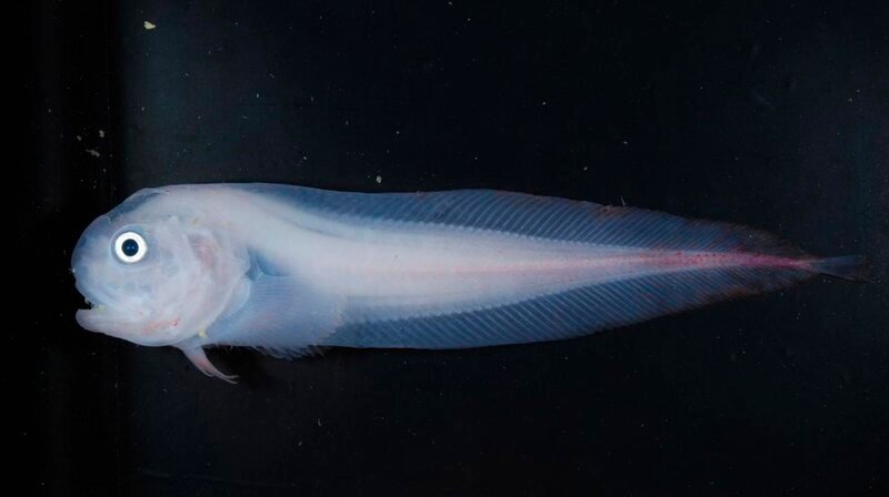 Scheibenbauchfisch im Marianengraben – Bild: phoenix/​ZDF
