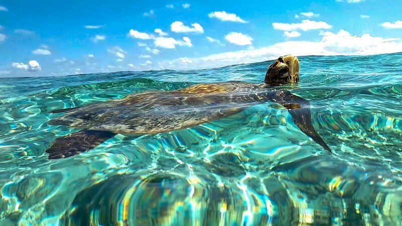 „Seychellen“ Schildkröte. – Bild: ORF/​Werner Zips