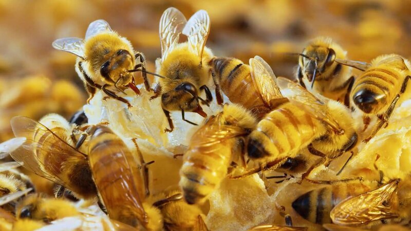 Bees – Bild: Curiosity Channel