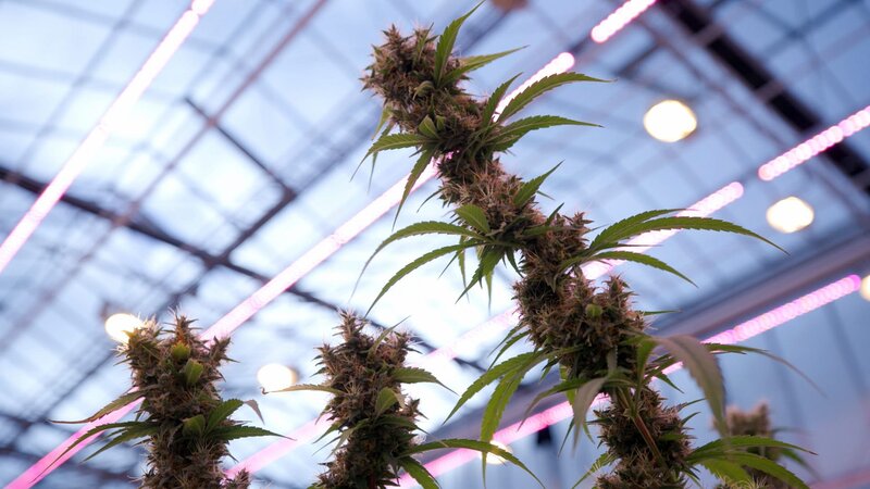 Gras auf Rezept – Bild: ORF/​BR