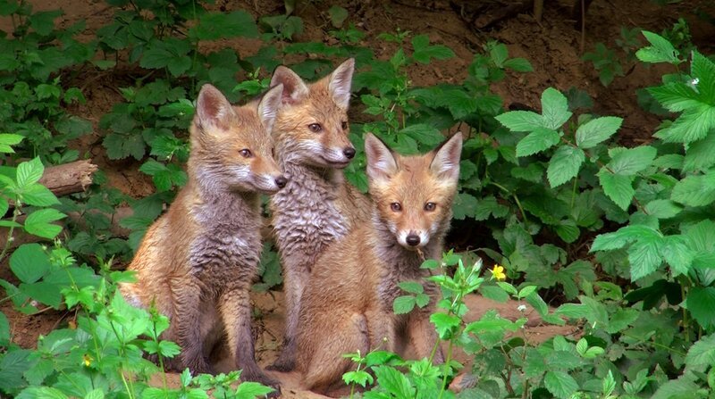 Füchse. – Bild: BR/​Marco Polo Film AG/​WDR