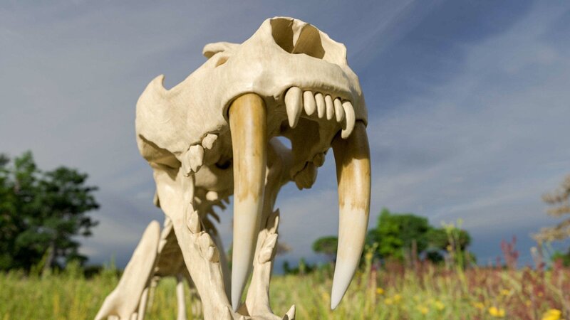 Rückkehr der Urzeit-Giganten 03: Der Säbelzahntiger – fernsehserien.de