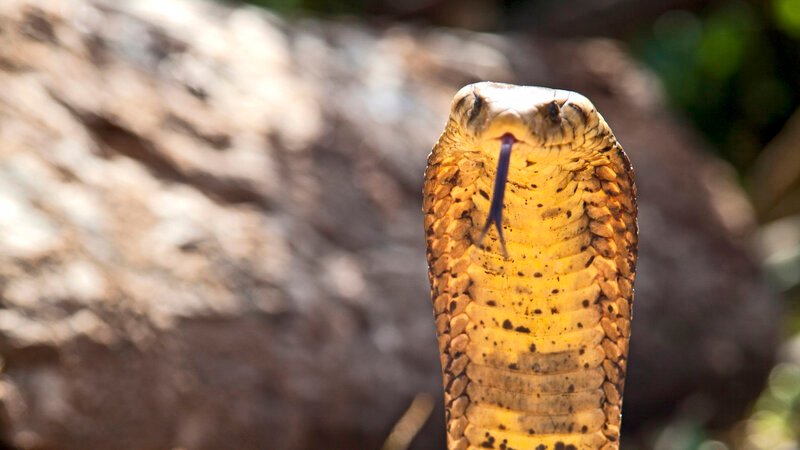 Eine Königskobra kann zu einer Länge von mehr als fünf Metern heranwachsen und ist damit die längste Giftschlange der Welt. – Bild: BILD