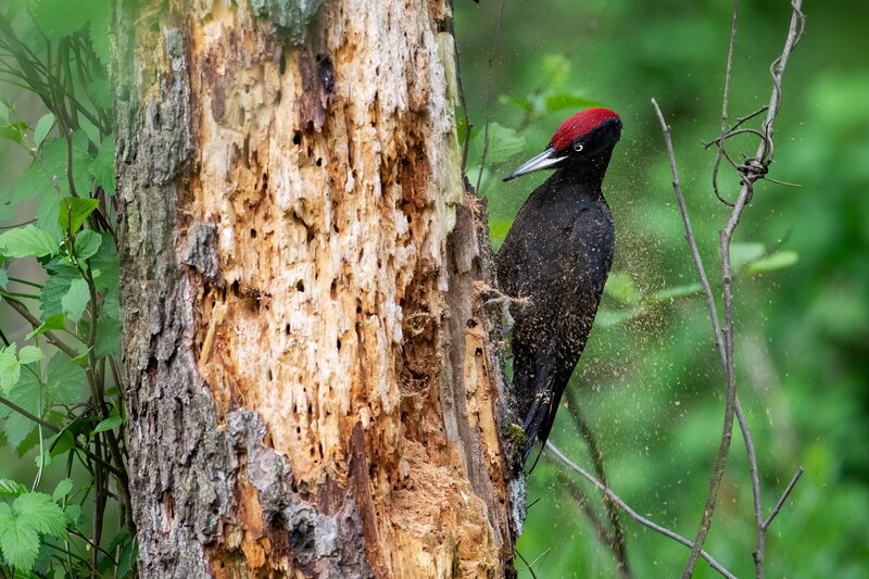 Zimmer frei? - Die Baukunst der Spechte – Bild: SRF1