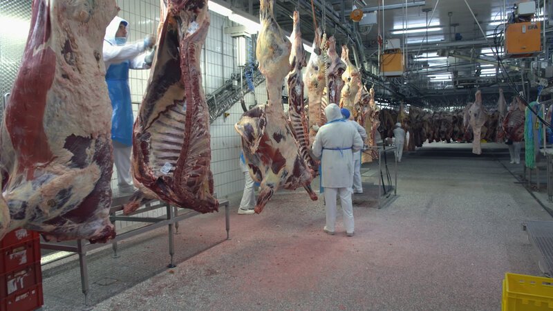 Rund 100.000 Rindersteaks werden im Schlachtbetrieb in Waldkraiburg pro Tag verpackt und an Metzgereien, Supermärkte, große Fastfood-Ketten und viele Steakhäuser geliefert. – Bild: BILD