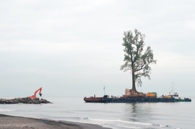 Grosser Baum auf Reise – Taming the Garden Fertig für die Reise übers Wasser SRF/​Mira Film GmbH – Bild: SRF1