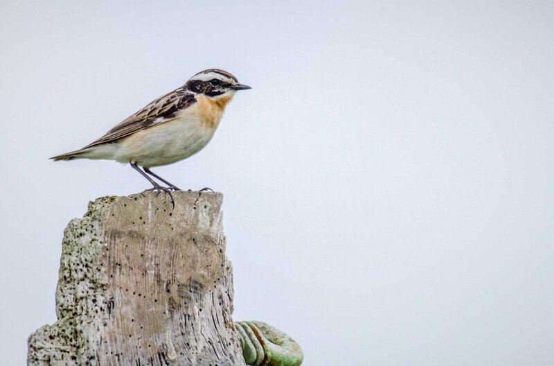 Braunkehlchen – Sie brauchen Ansitzwarten für die Jagd, finden die aber nur in seltenen Brachflächen. – Bild: Heiko De Groot /​ © Heiko De Groot