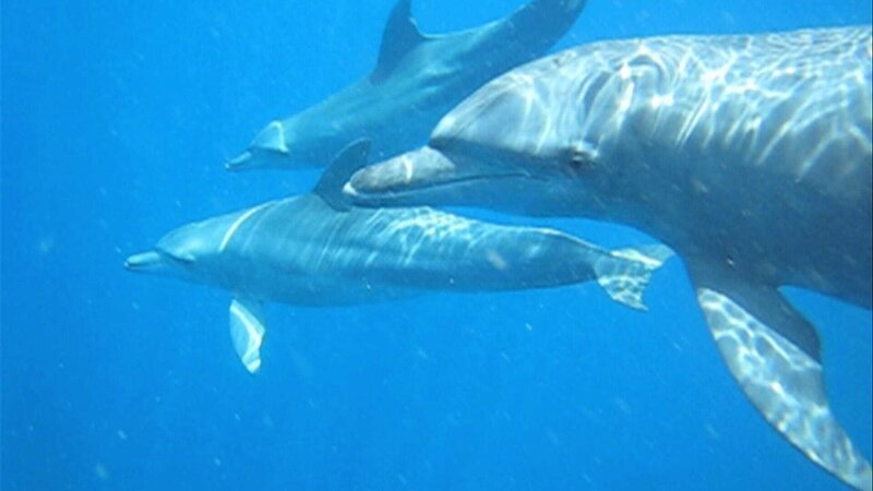 Delphine in der Lagune. – Bild: ZDF und SR Delphine in der Lagune. – Bild: ZDF und SR