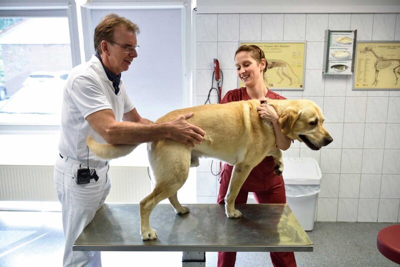 Dr. Friedrich Müller bei der Behandlung eines Hundes – Bild: VOX /​ Markus Hertrich