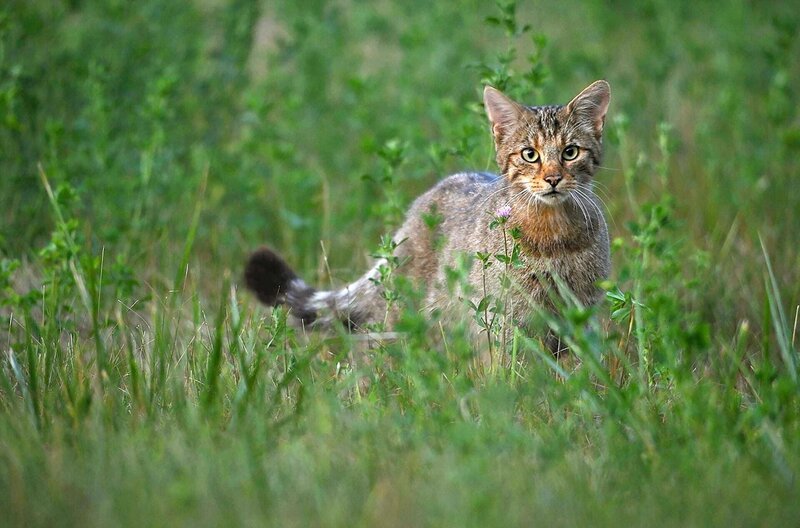 Eine Wildkatze jagt Feldmäuse in einem Luzernenfeld. – Bild: Scorpion TV /​ Eine Wildkatze jagt Feldmäuse in einem Luzernenfeld.