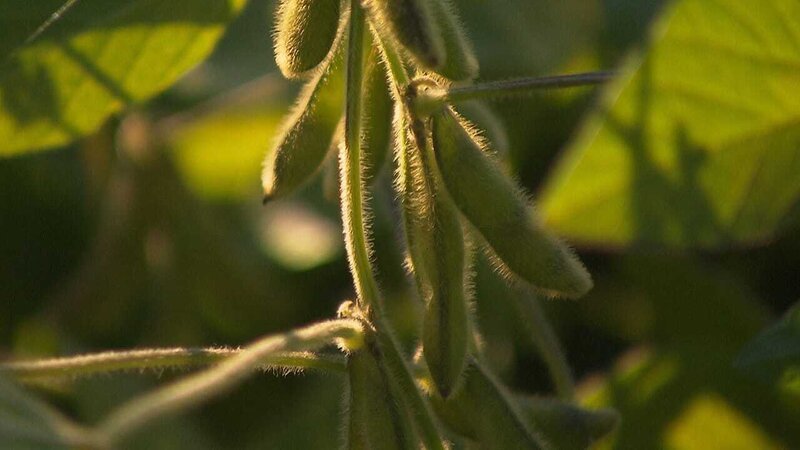 Soja – Bild: BonGusto