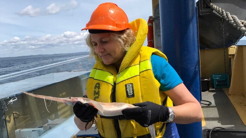 Jane Williamson holds a sawshark and looks at it while standing next to the tank. – Bild: Discovery Channel / Discovery Communications Jane Williamson holds a sawshark and looks at it while standing next to the tank. – Bild: Discovery Channel / Discovery Communications