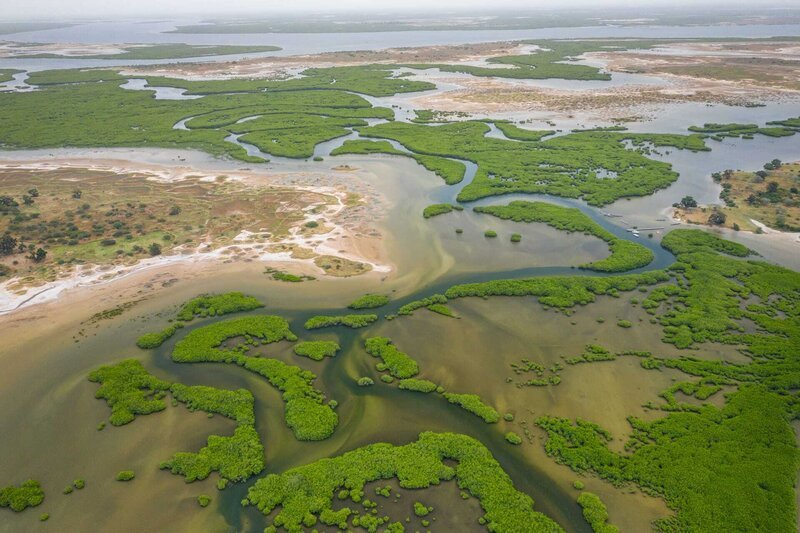 Aerial view of mangrove forest in the Saloum Delta National Park, Joal Fadiout, Senegal. Photo made by drone from above. Africa Natural Landscape. – Bild: Mariusz Prusaczyk /​ Curioso.Photography