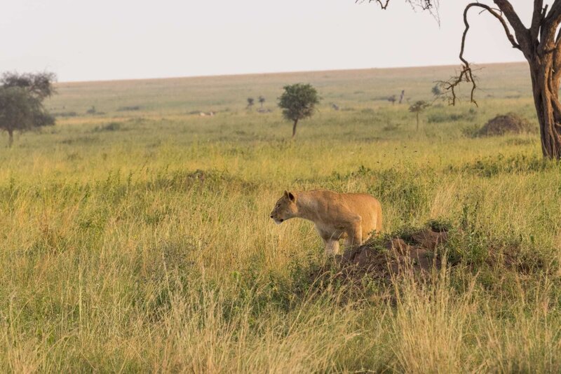 a lioness in a savannah – Bild: FATEMAH SHABIR/​Shutterstock