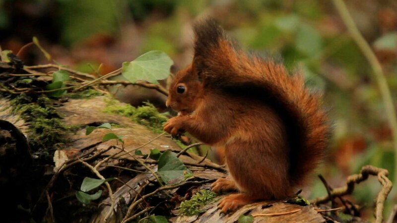 Frankreich Wild und schön 03 Die Vogesen geheimnisvoller Wald (Les