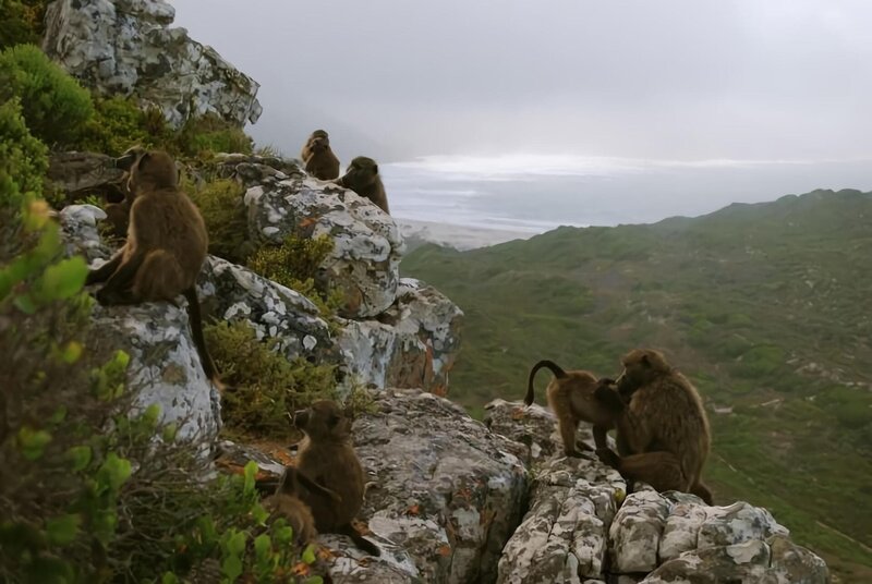 Affentheater - Paviane in Südafrika – Bild: BR/​Sofie Linke
