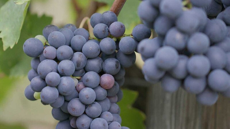 Biotrauben. – Bild: BonGusto