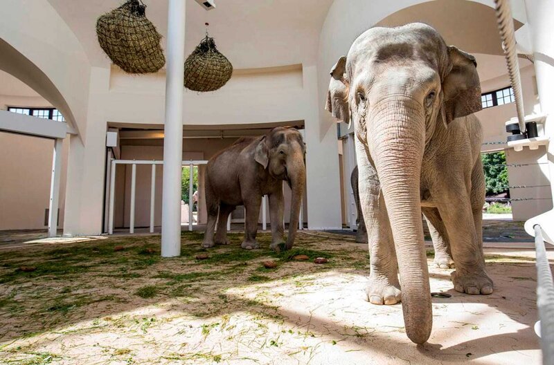 Abenteuer Wildnis Das Neue Elefantenhaus In München – Fernsehserien.de