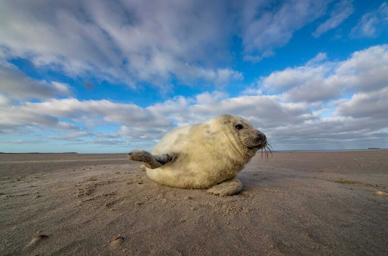 Das Wattenmeer - Leben zwischen Land und See – Bild: Ruben Smit Productions /​ Die Jungen der Kegelrobben werden im Winter geboren. Nach bereits drei Wochen sind sie auf sich allein gestellt.