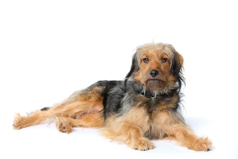 Der Hund ’Stinker – Bild: RTL /​ Stefan Gregorowius