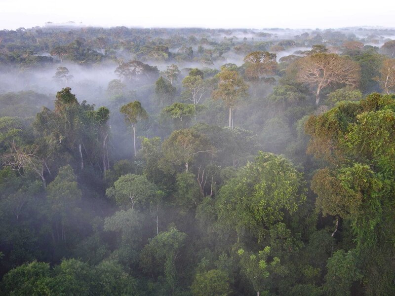 Der Amazonas Regenwald, die „Grüne Lunge“ des Planeten und für einige Wissenschaftler der entscheidende Motor im weltweiten CO2- und Wasserhaushalt. – Bild: ZDF und Dr