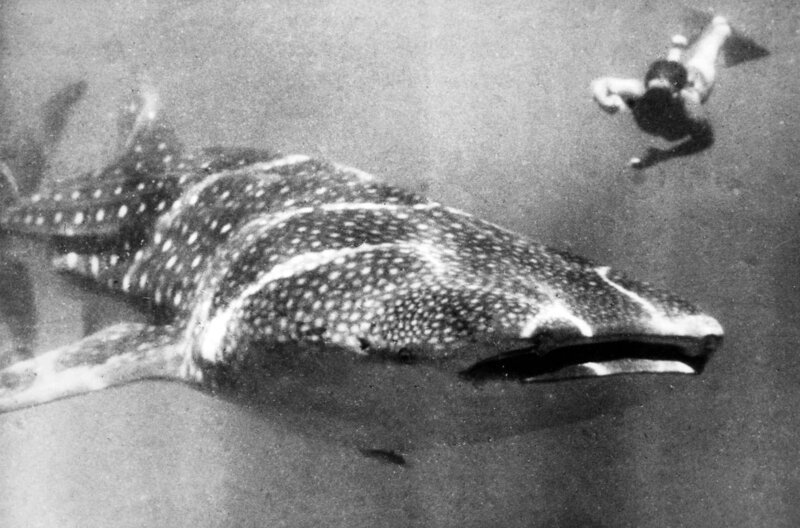 Bevor Hans Hass erstmals Aufnahmen von einem Walhai machte, hatte niemand diese Tiere je gesehen. Heute wissen wir, dass sie friedlich sind – damals galten sie und andere Haiarten noch als blutrünstige Bestien. – Bild: Hans Hass Archiv HIST /​ Bevor Hans Hass erstmals Aufnahmen von einem Walhai machte, hatte niemand diese Tiere je gesehen. Heute wissen wir, dass sie friedlich sind – damals galten sie und andere Haiarten noch als blutrünstige Bestien.
