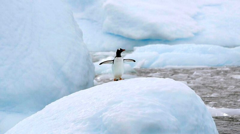 Folgen des Klimawandels: Pinguine ziehen sich weiter nach Süden zurück -  Wissen