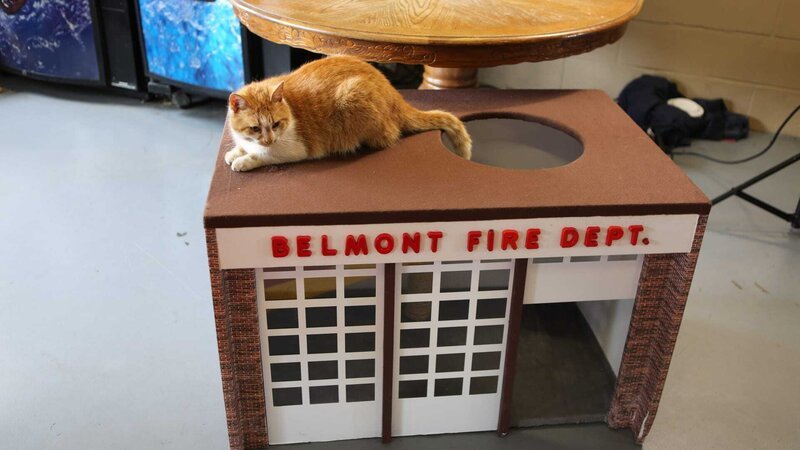Flame is on top of a cat house. – Bild: Animal Planet /​ Discovery Communications