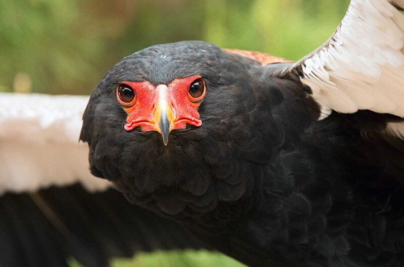 Gaukler sind eine Greifvogelart aus der Unterfamilie der Schlangenadler. Sie bewohnen einen großen Teil des afrikanischen Kontinents südlich der Sahara. – Bild: Simon Baxter/BBC Studios / © Simon Baxter/BBC Studios/Simon Baxter/BBC NHU Gaukler sind eine Greifvogelart aus der Unterfamilie der Schlangenadler. Sie bewohnen einen großen Teil des afrikanischen Kontinents südlich der Sahara. – Bild: Simon Baxter/BBC Studios / © Simon Baxter/BBC Studios/Simon Baxter/BBC NHU