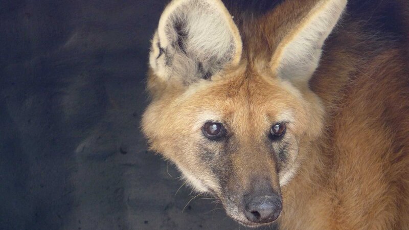 Ein Mähnenwolf. – Bild: BR/Thomas Schleider/Thomas Schleider Ein Mähnenwolf. – Bild: BR/Thomas Schleider/Thomas Schleider