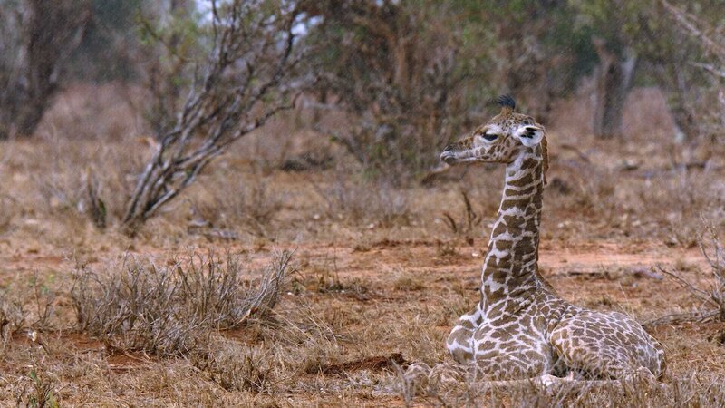Giraffe liegt auf dem Boden Die Verwendung des sendungsbezogenen Materials ist nur mit dem Hinweis und Verlinkung auf TVNOW gestattet. – Bild: TVNOW /​ © Flair Production 2018