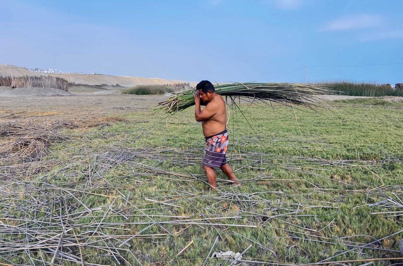 Lorenzo Ucañan bei der Schilfernte auf seinem eigenen Schilffeld: Das Handwerk des Schilfbootbauens hat er von seinem Vater gelernt. – Bild: SWR/​Susanne Brand /​ © SWR/​Susanne Brand