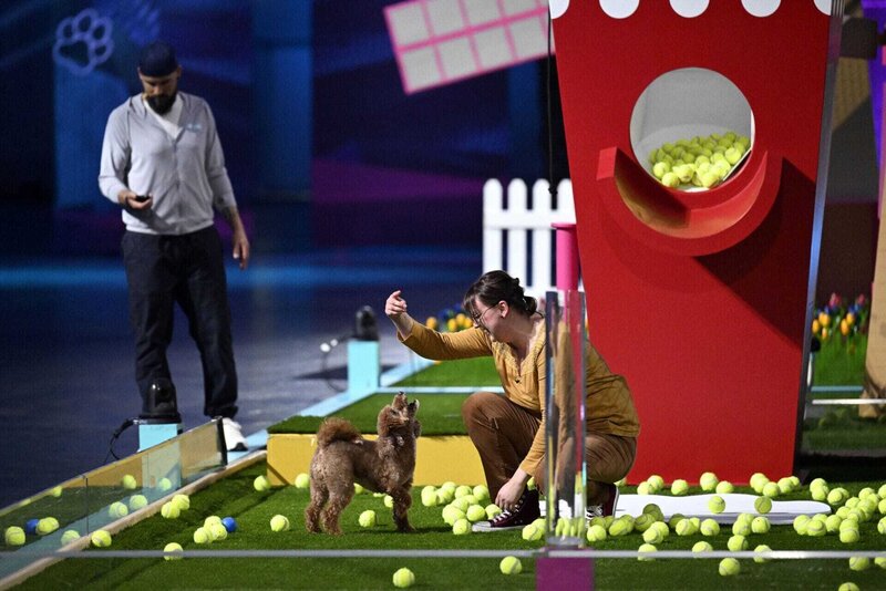 Top Dog Germany - Der Beste Hund Deutschlands Folge 3 Top Dog Germany – Der beste Hund Deutschlands S03E04: Folge 16