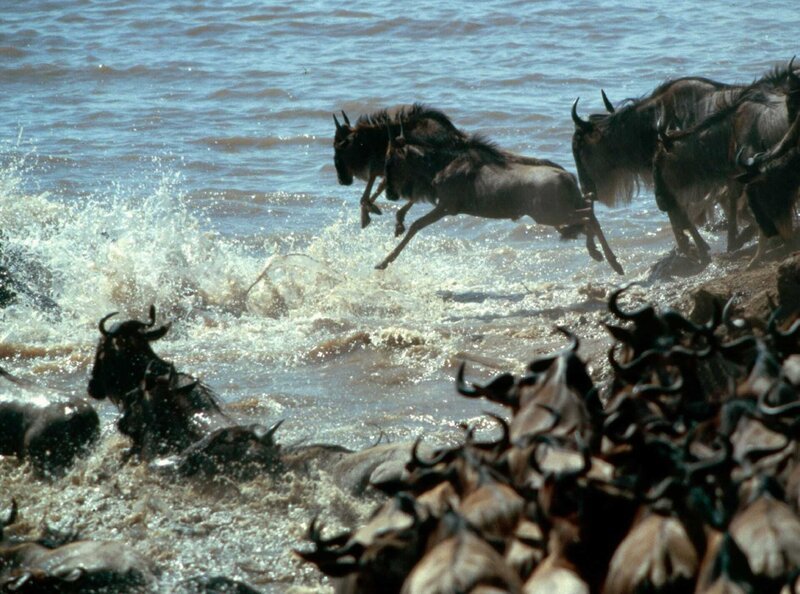 Beherzt springen die Gnus ins Wasser – jedes Jahr kommen Tausende Tiere in den Fluten des Mara um. Sie sterben an Erschöpfung, werden von ihren Artgenossen todgetrampelt oder von Krokodilen angegriffen. – Bild: „Bild: NDR/​NDR/​NDR Naturfilm/​Rei