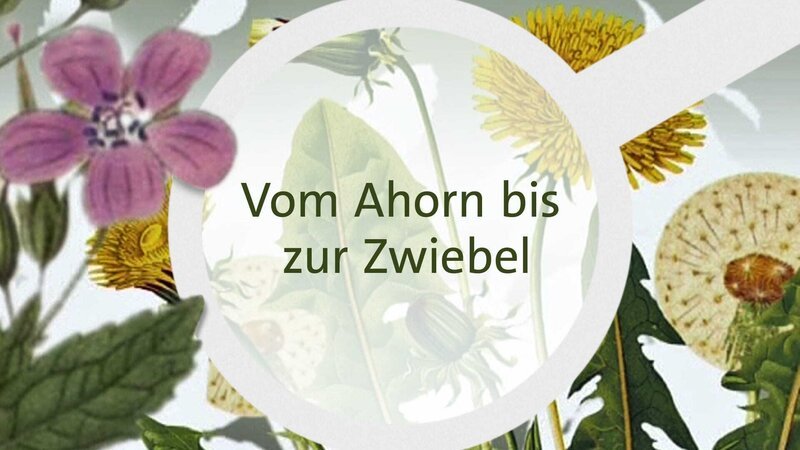 Vom Ahorn bis zur Zwiebel ahorn_zwiebel_180911_WEB.psd © Bayerischer Rundfunk 2018 – Bild: BR /​ BR