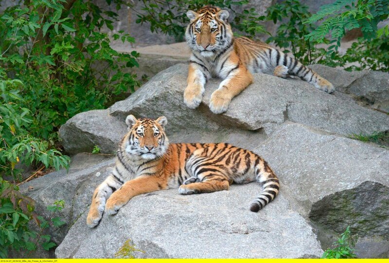 Im Tierpark Berlin sind die beiden Tiger Alisha und Dragan ein super Team. – Bild: rbb /​ Thomas Ernst