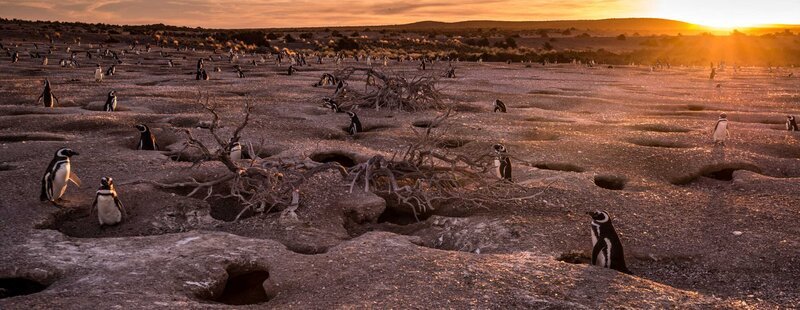 Im Windschatten der Anden liegt die trockene Seite Patagoniens, wer hier überleben will, muss besonders erfinderisch und robust sein … – Bild: Phoenix