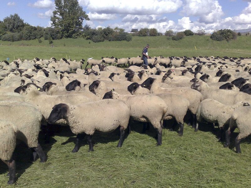 Schafe weiden auf den Elbwiesen – Bild: MDR