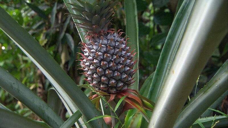 die Ananas – Bild: BonGusto