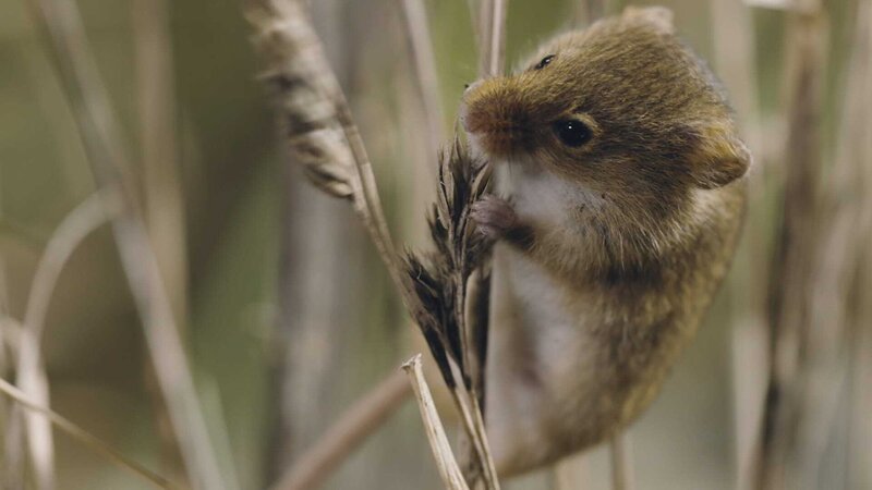 Die fünf Gramm leichte Zwergmaus baut ihr Nest aus Grashalmen. – Bild: ZDF und Off the Fence.