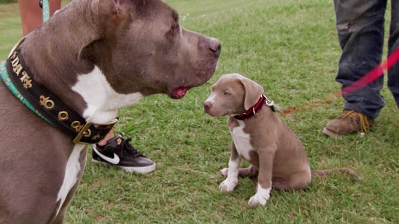 Pitbulls auf Bewährung S09E05: Balanceakt (Mama Drama) – fernsehserien.de